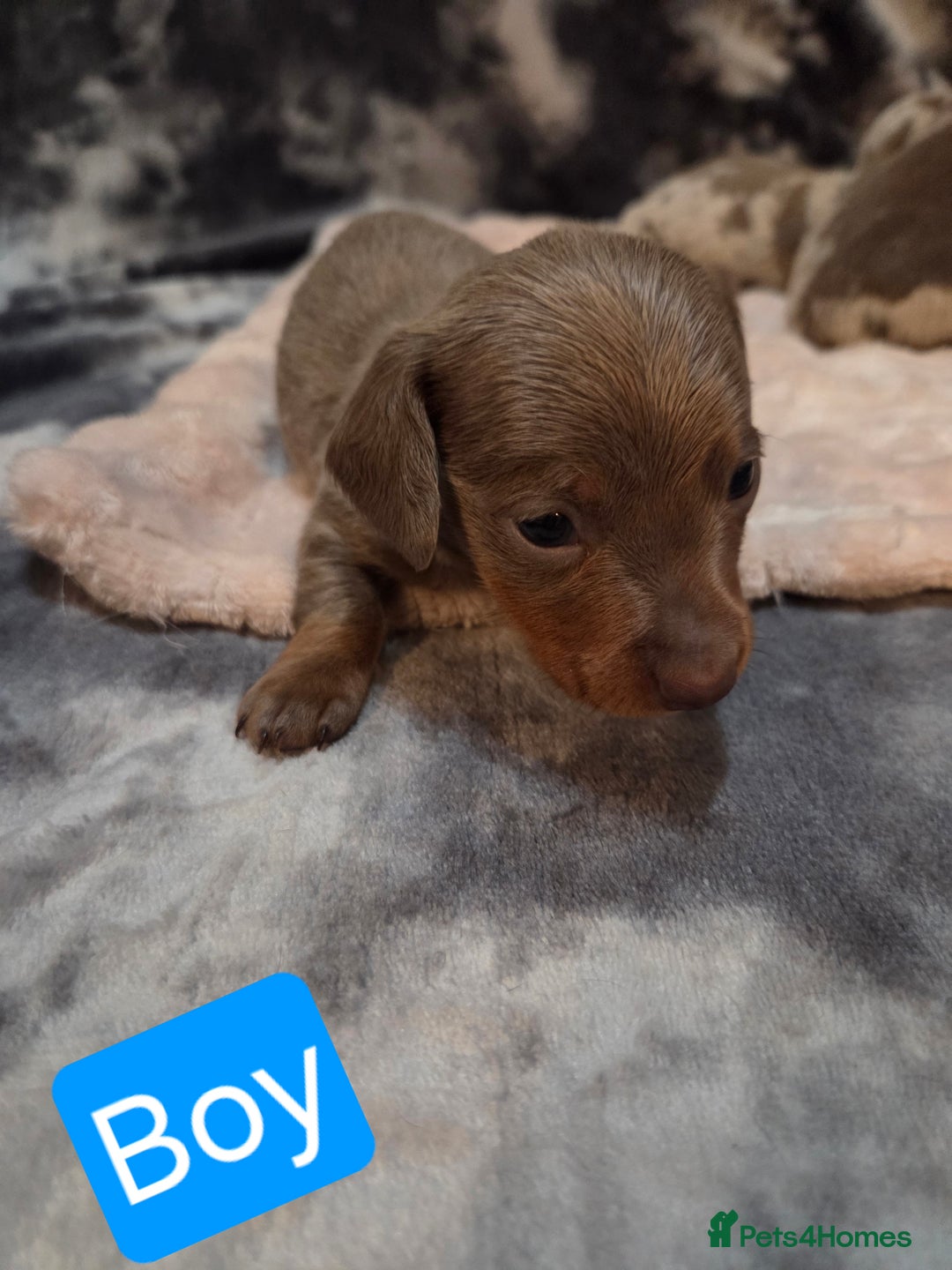 Miniature Dachshund dogs for sale: Miniature dachshund pups KC Reg - Advert 5