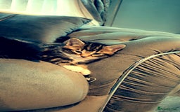 Mixed Breed cats for sale: Mixed maincoon - Image 6