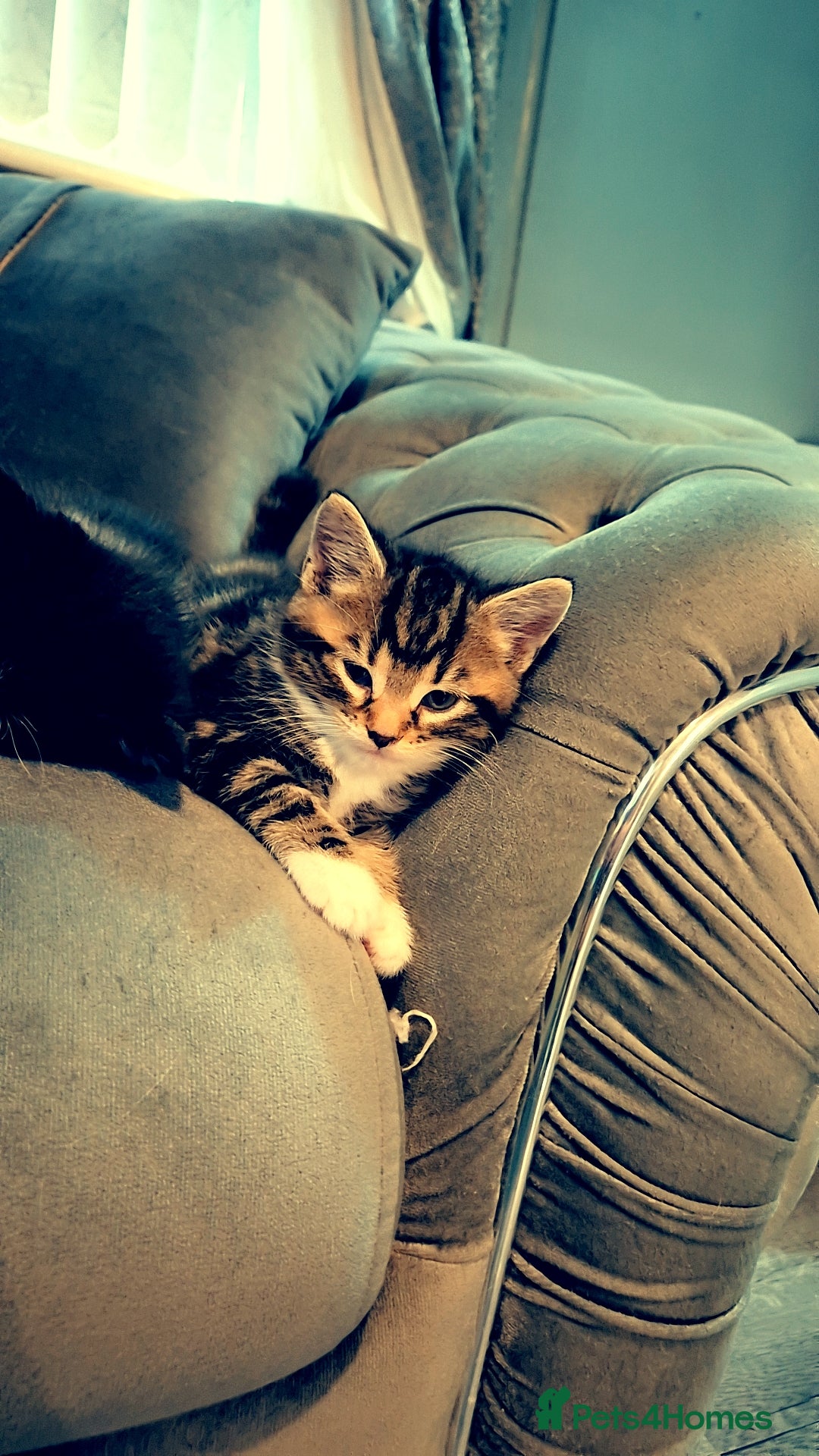Mixed Breed cats for sale: Mixed maincoon - Image 6