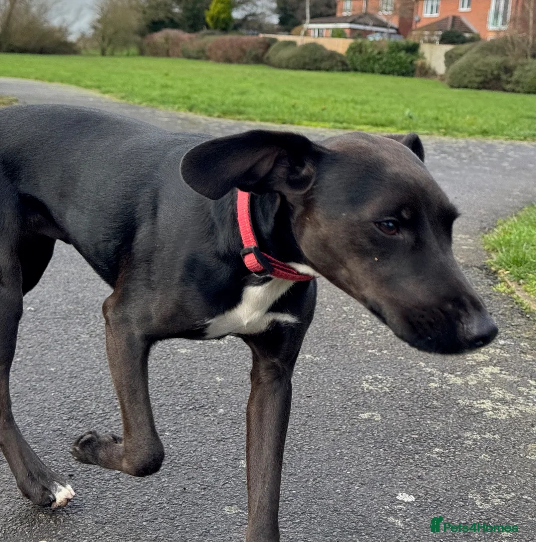 Mixed Breed dogs for sale: 14mth old. Spaniel/Jack Russell cross in Scunthorpe - Advert 5