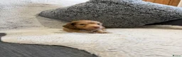 Dachshund dogs for sale: Long-haired miniature daschund pups for sale  - Advert 10