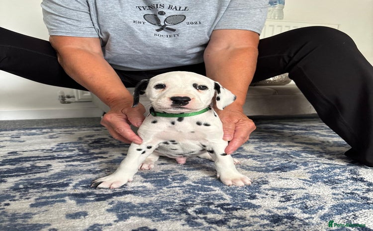 Dalmatian dogs - Advert 1