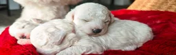 Bichon Frise dogs for sale: Sweet Bichon Frise puppies- Champion Bloodline  - Advert 13