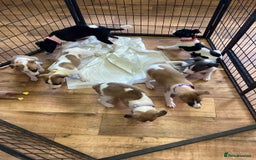 Whippet dogs for sale: Whippet puppies  - Image 23