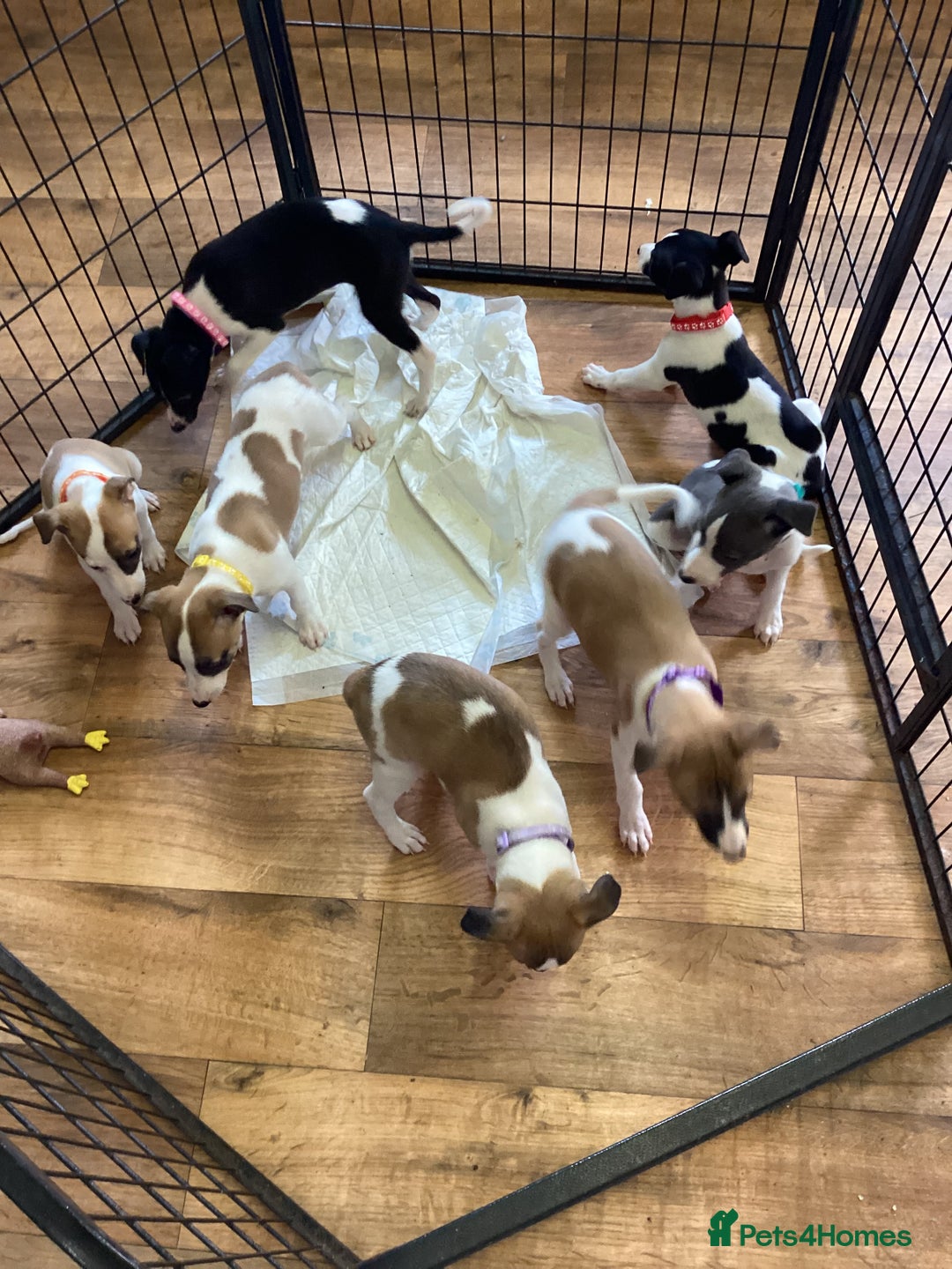 Whippet dogs for sale: Whippet puppies  - Image 23