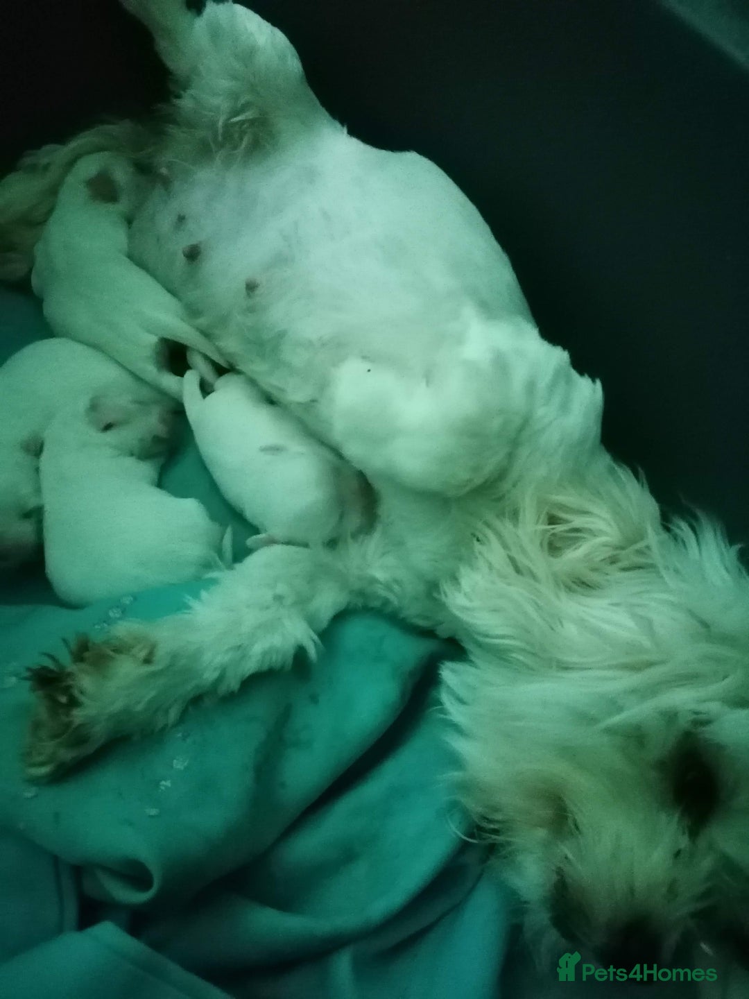 Maltipoo dogs for sale: Maltipoo puppies looking new families 🤍 - Advert 9