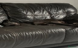 Greyhound dogs for sale: Ex racing greyhound - Image 4