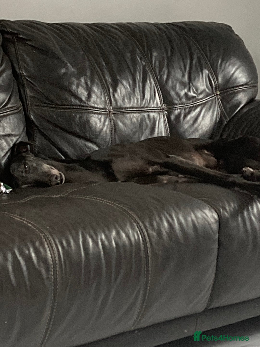 Greyhound dogs for sale: Ex racing greyhound - Image 4