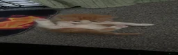 Mixed Breed cats for sale: Kittens - Advert 18