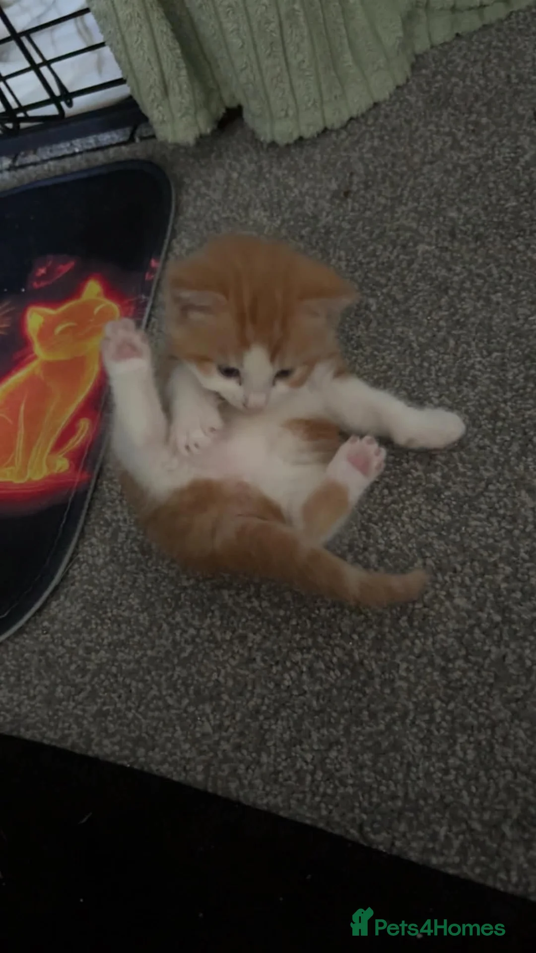 Mixed Breed cats for sale: Kittens - Advert 18