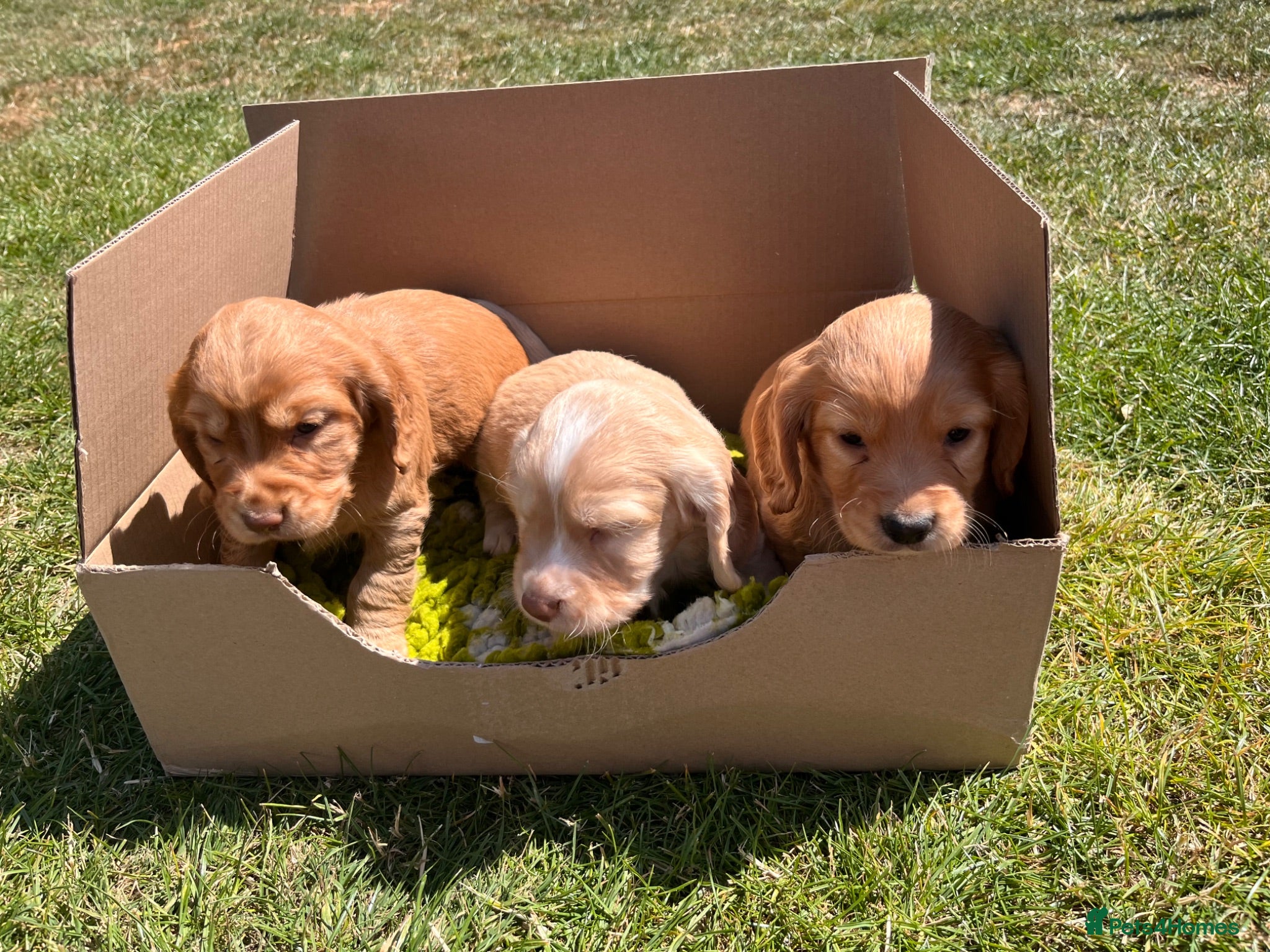 Cocker Spaniel dogs KC Registered Working Cocker Spaniel Puppies - Advert 1