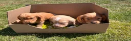 Cocker Spaniel dogs for sale: KC Registered Working Cocker Spaniel Puppies in Thetford - Advert 1