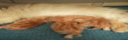 Persian cats for sale: 3 red tabby persian males in Oxford - Advert 1
