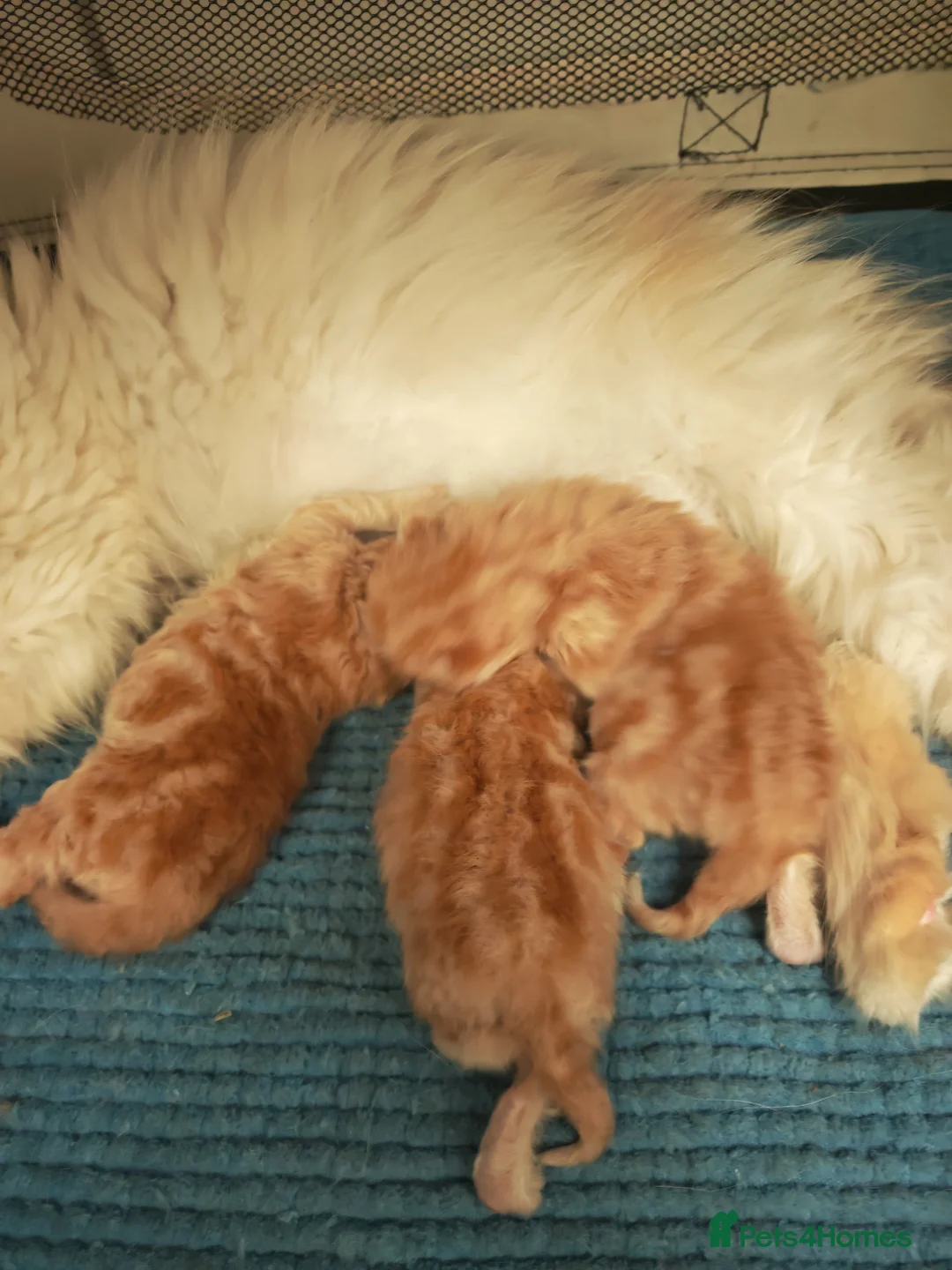 Persian cats for sale: 3 red tabby persian males in Oxford - Advert 1