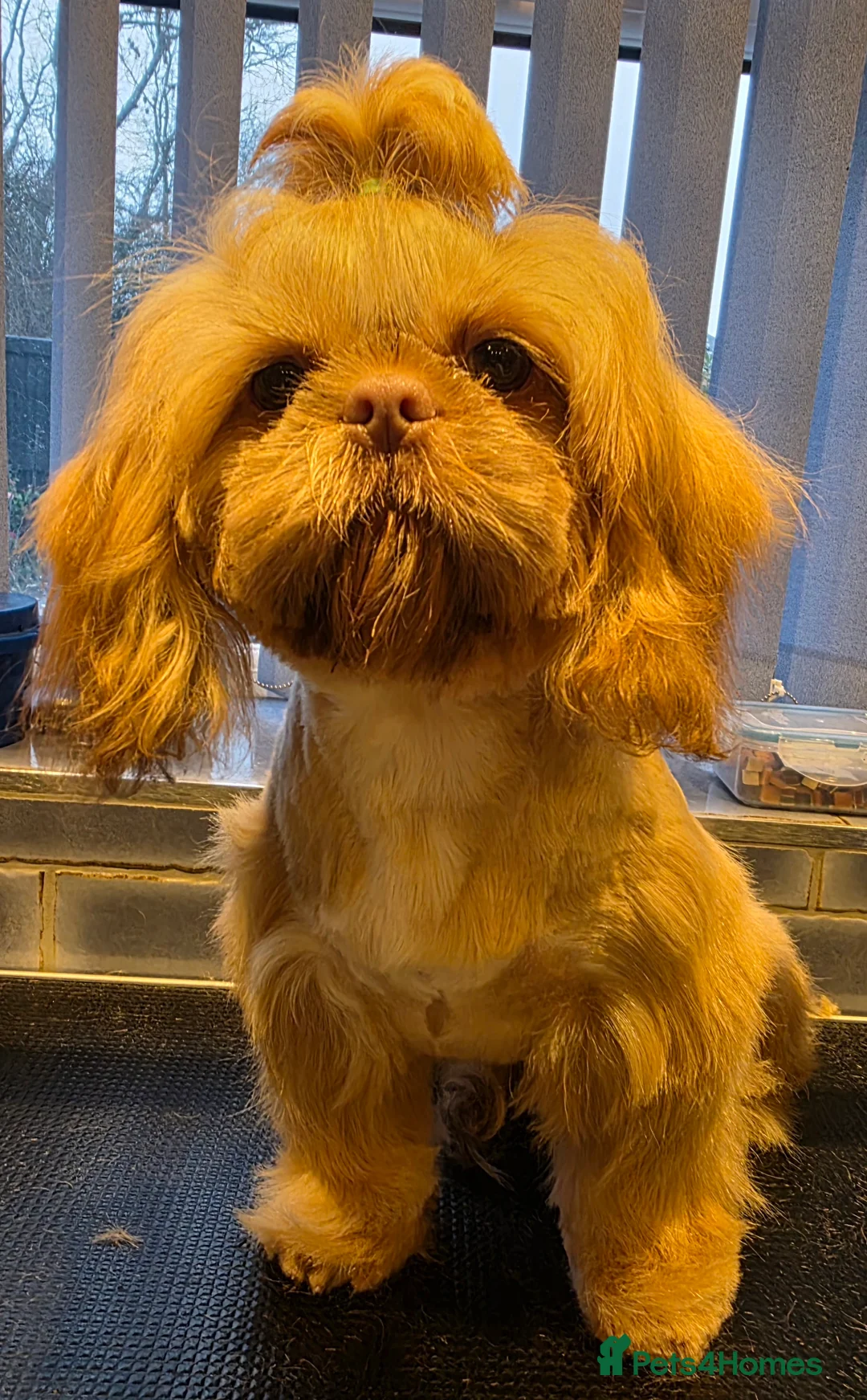 Shih Tzu dogs for sale: Imperial Shih Tzu females, 7 months, KC Registered - Advert 2