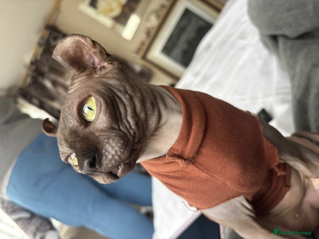 Sphynx cats for stud: beautiful rare Elf sphynx  - Advert 2
