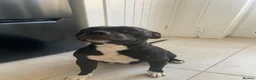 Staffordshire Bull Terrier dogs for sale: Staffordshire bull terriers for sale  - Advert 30
