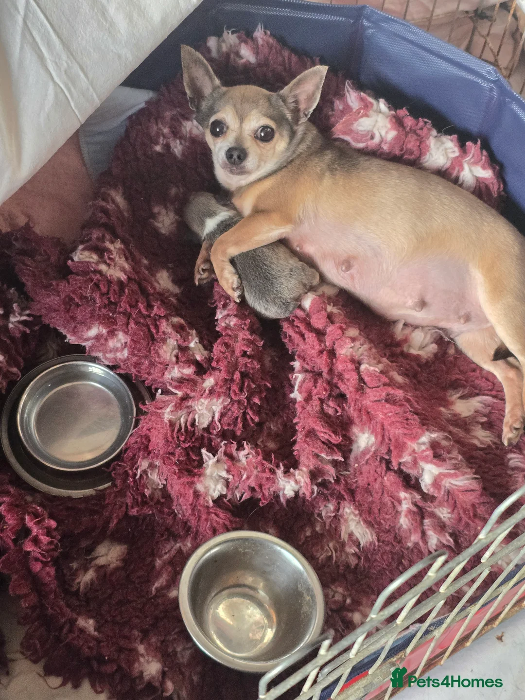 Chihuahua dogs for sale: Beautiful Blue Wolf, Smooth Coat Tiny Girl.   - Advert 30