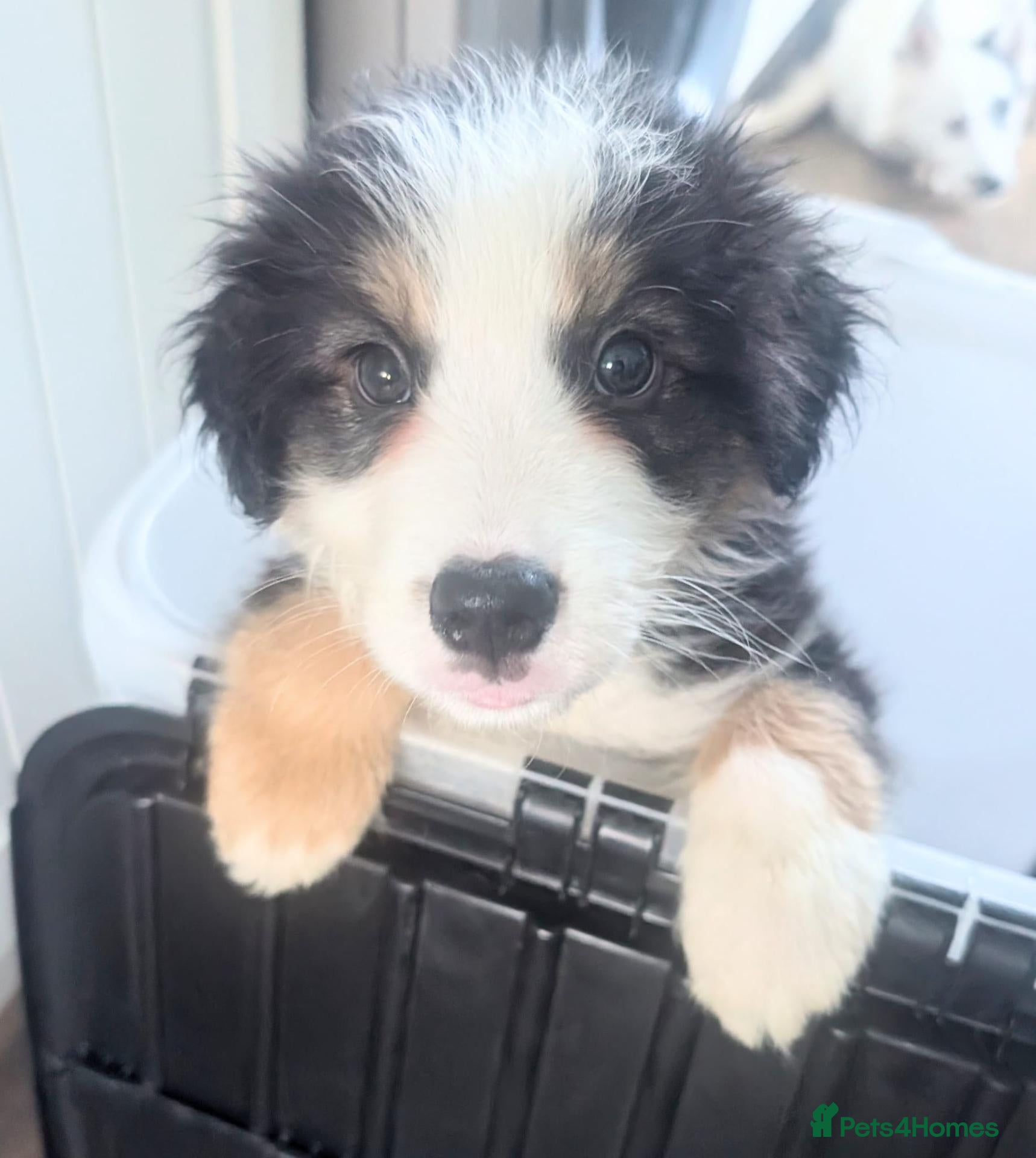Mixed Breed dogs Beautiful Bordernese  - Advert 2