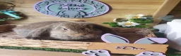 French Lop rabbits for sale: Vaccinated Giant French Lop Babies - Advert 4