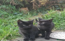 Mixed Breed cats for sale: Farm Kittens - Image 3