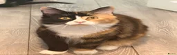 Maine Coon cats for sale: Maincoon kitten  - Advert 1