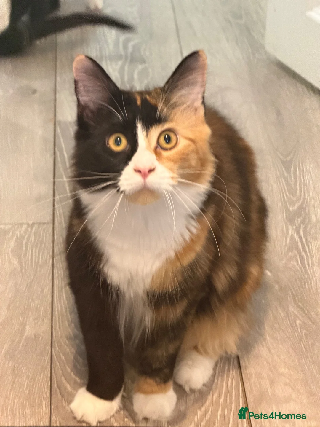 Maine Coon cats for sale: Maincoon kitten  - Advert 1