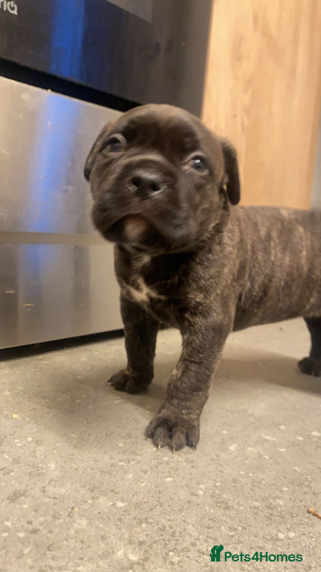 Mixed Breed dogs for sale: American pocket Corso puppies  - Advert 10