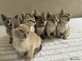 Burmese cats Stunning Asian Kittens. - Advert 2