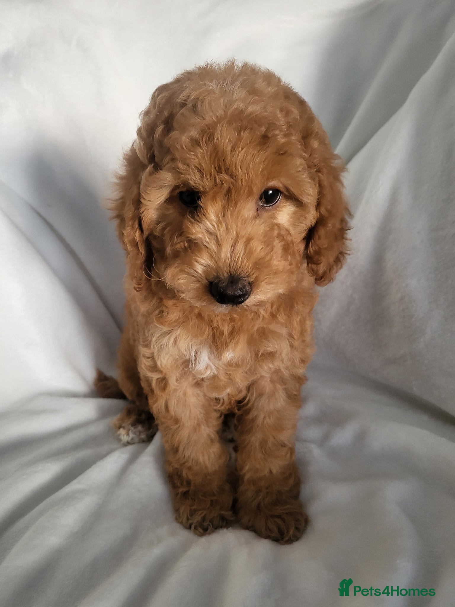 Cockapoo dogs Show type cockapoo (ready Now) - Advert 1