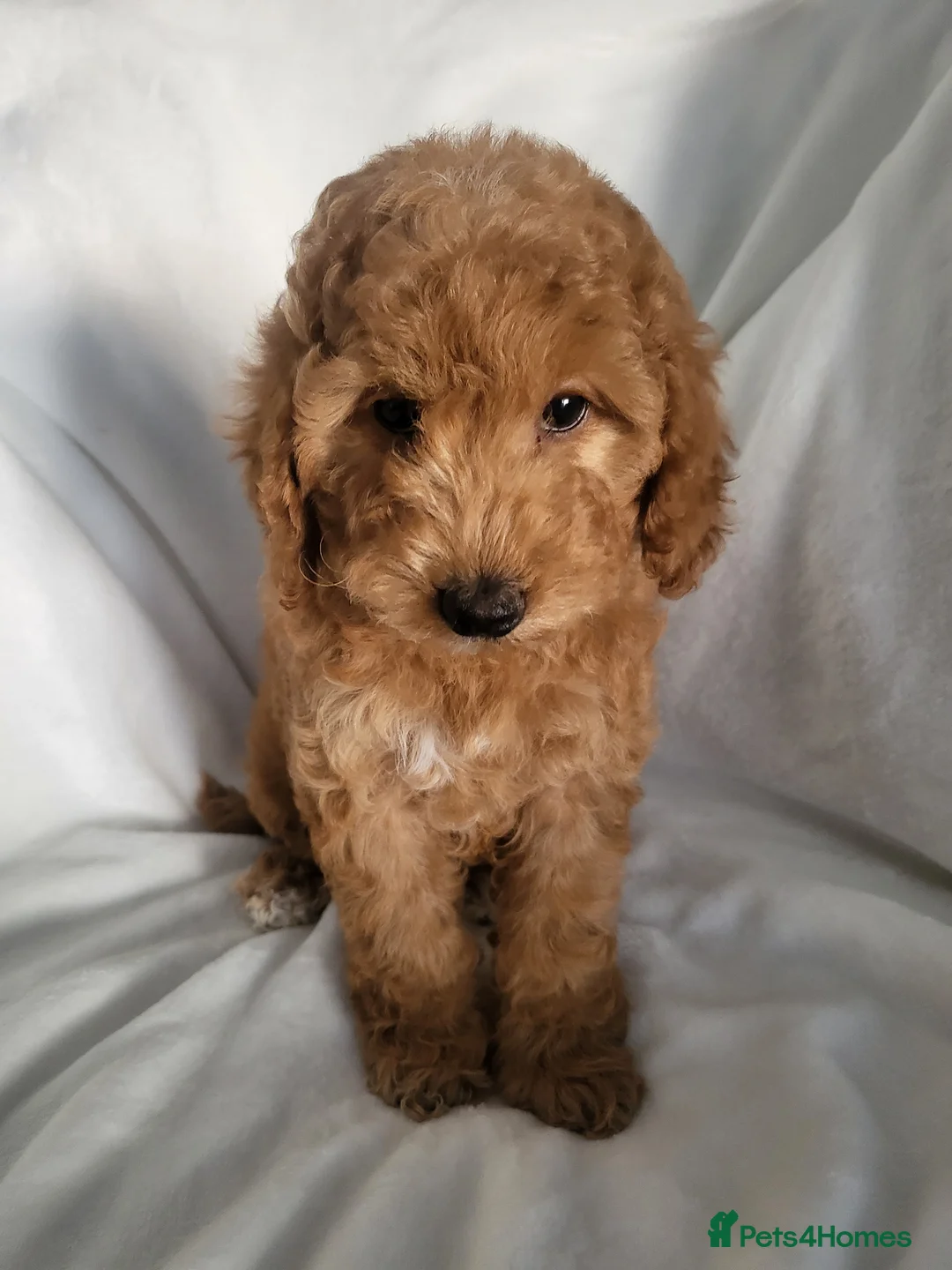 Cockapoo dogs for sale: Cockapoo (last boy available) - Advert 1