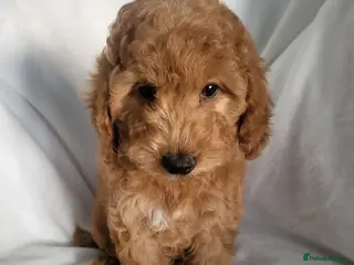 Cockapoo dogs Show type cockapoo (ready Now) - Advert 1