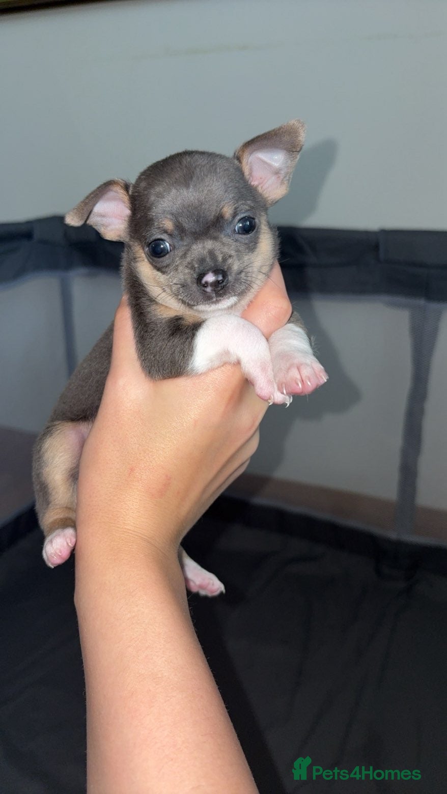 Chihuahua dogs Fabulous Chihuahua puppies  - Advert 2