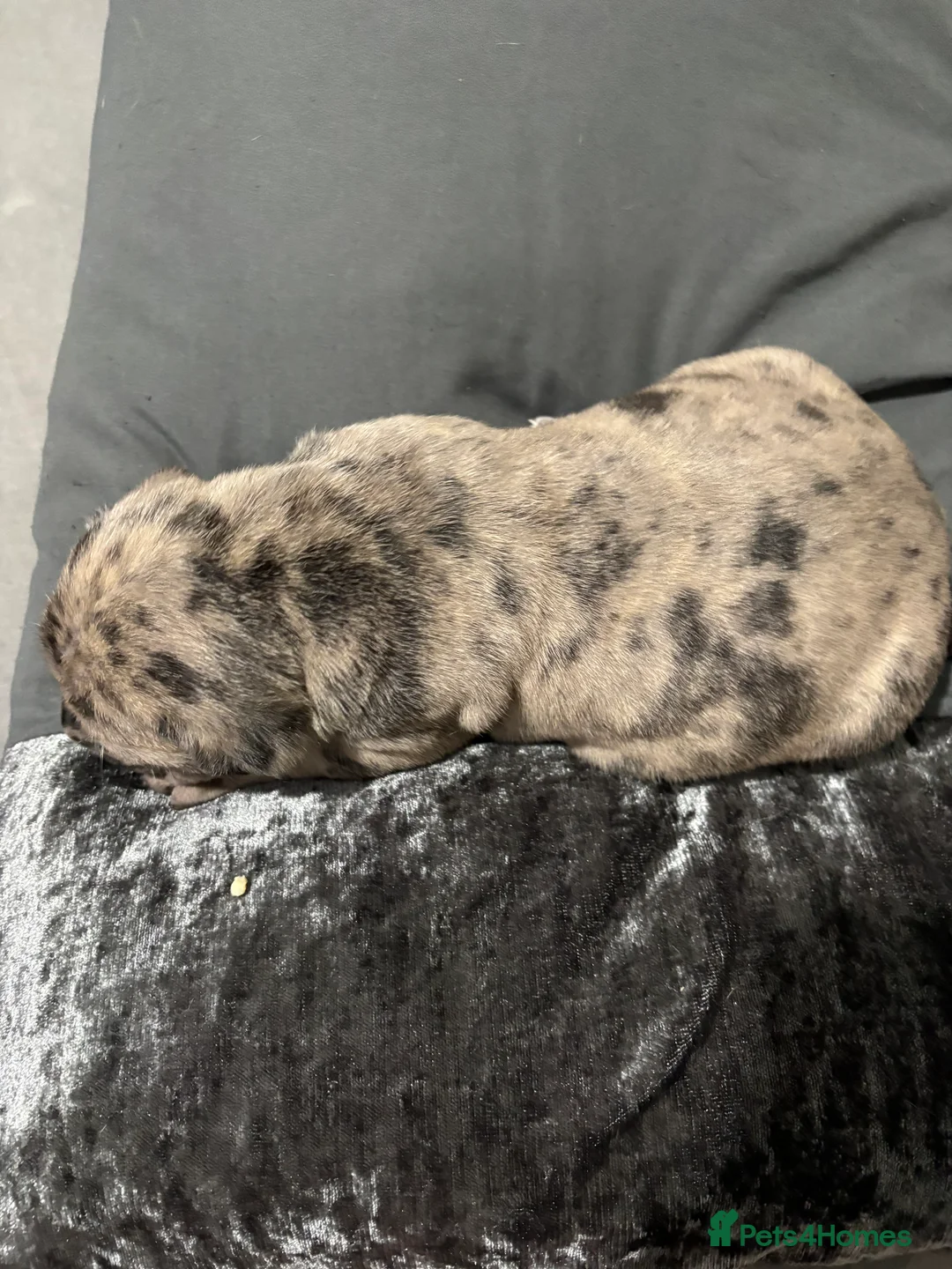 Cane Corso dogs for sale: Beautiful cane corso puppy’s  - Advert 6