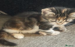 Mixed Breed cats for sale: 4 x kittens ready  - Image 7