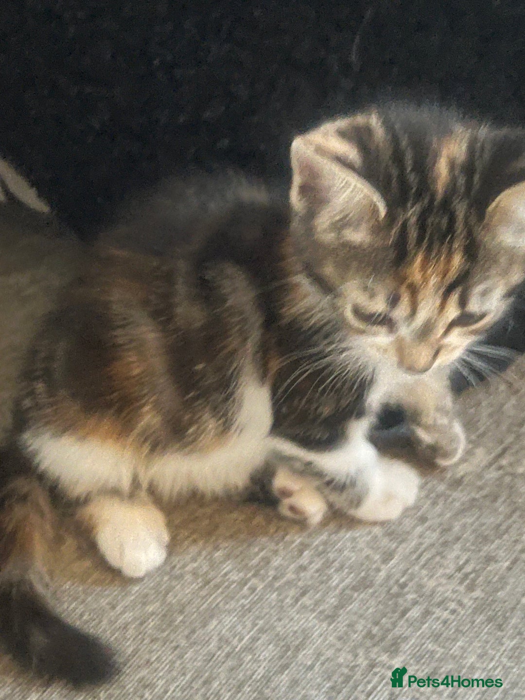 Mixed Breed cats for sale: 4 x kittens ready  - Image 7