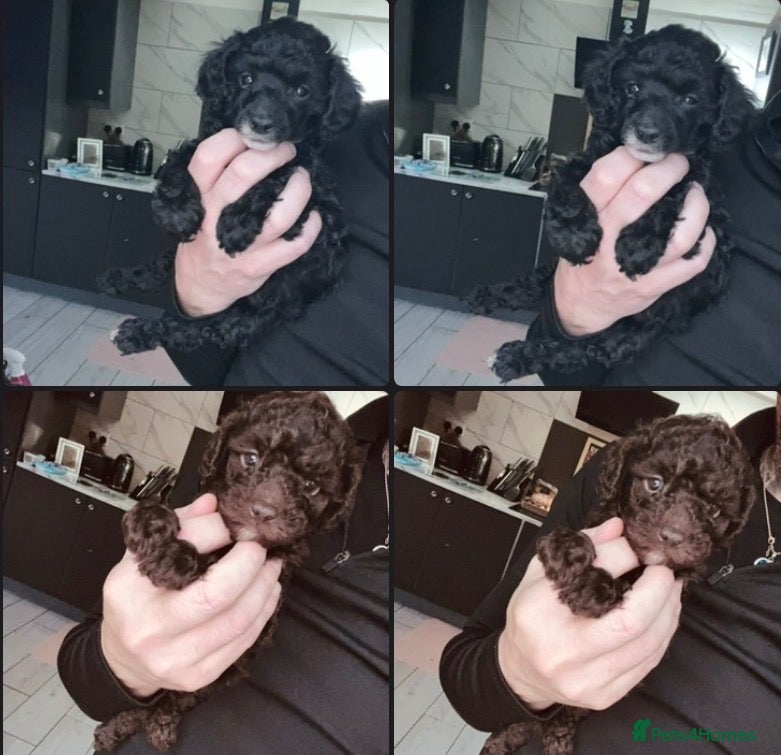 Miniature Poodle dogs for sale: Beautiful miniature poodle puppies  - Advert 1