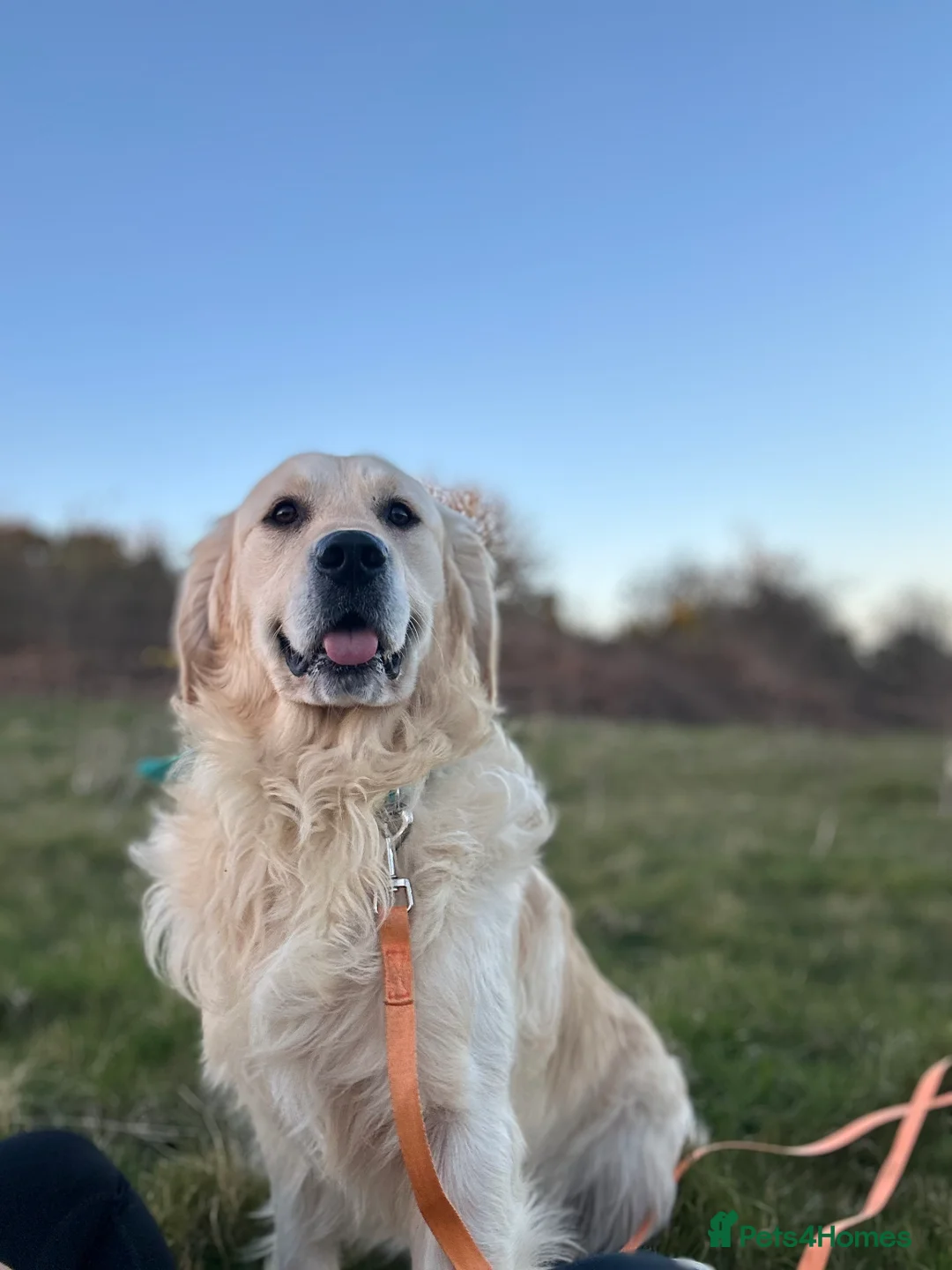 Golden Retriever dogs for stud: Hugh - Golden Retiver Stud  in Neath - Advert 3