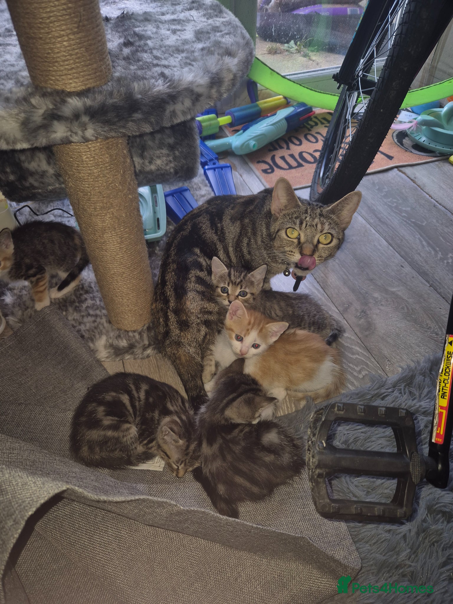 Mixed Breed cats Kittens - Advert 1