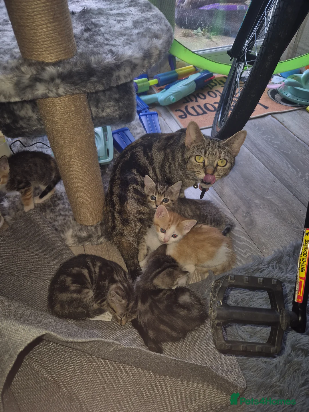 Mixed Breed cats for sale: Kittens - Advert 1