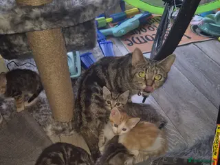 Mixed Breed cats Kittens - Advert 1