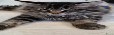 Maine Coon 1