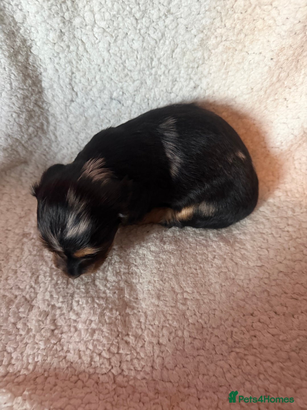 Miniature Dachshund dogs for sale: Beautiful KC silver dapple longhair miniature girl - Advert 18