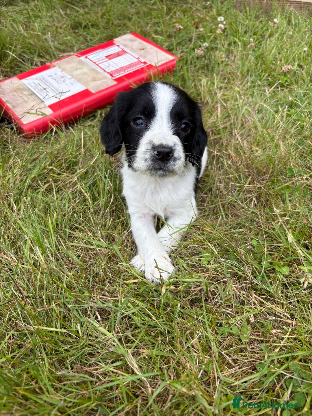 English Springer Spaniel dogs for sale: Last little ones remaining  - Image 7