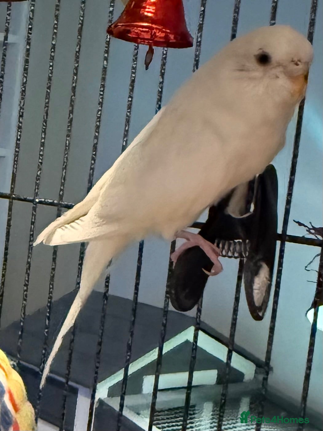Budgerigars birds Creamino Red-Eye & a pure White bonded pair  - Advert 2