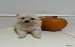 Pomeranian dogs for sale: Pomeranian - Image 8