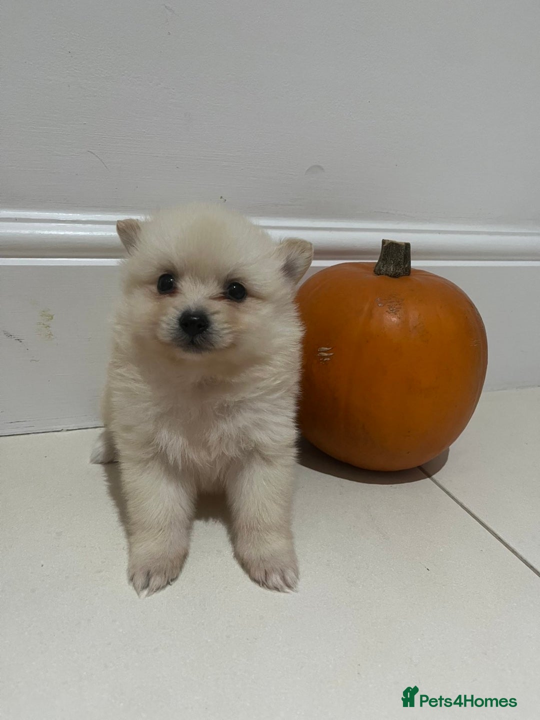 Pomeranian dogs for sale: Pomeranian - Image 8