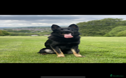 German Shepherd dogs for sale: healthy 8weeks old german shepherd puppies - Image 2