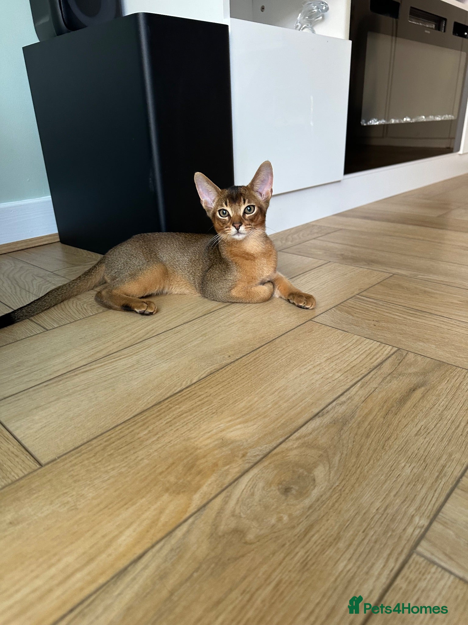 Abyssinian cats Last one boy ready to go🌟 - Advert 10