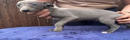 Whippet dogs for sale: Outstanding whippet puppies. - Advert 5